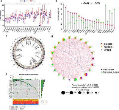 Constructing and validating of m6a-related genes prognostic signature for stomach adenocarcinoma and immune infiltration: Potential biomarkers for predicting the overall survival